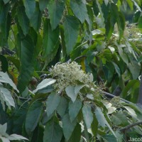 Aleurites moluccanus (L.) Willd.